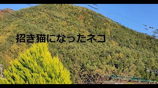 招き猫になったネコ　東京都の民話　（　朗読　読み聞かせ　睡眠　癒し　BGM　）