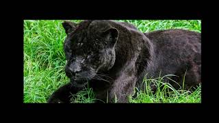 Черные пантеры - красивые дикие кошки