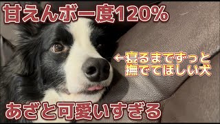 眠くなると『撫でて？』アピールが止まらない甘えん坊すぎるボーダーコリー／Border Collie to be a spoiled boy before going to bed