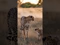 wildlife heroes save a trapped cheetah cub in a heartwarming rescue