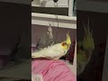 #cockatiel #birds #cockatielbird #cockatielsinging #cockatielsound #parrot #pets #ytshorts #shorts