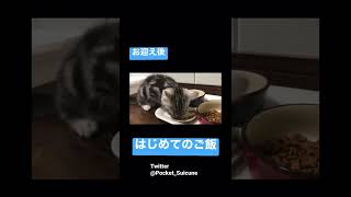 【もぐもぐ】イケメン子猫の食事シーンが可愛すぎて一生見てられる