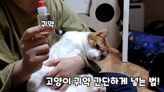 고양이 귀약 간단하게 넣는 법! (강아지도 가능🐶)