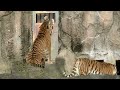 ソーンくんはローラちゃんよりスタッフさんが気になるようです【浜松市動物園】amur tiger son kun lora chan hamamatsu zoo