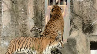 ソーンくんはローラちゃんよりスタッフさんが気になるようです【浜松市動物園】Amur tiger Son-kun Lora-chan Hamamatsu Zoo