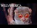 Wild America | S4 E2 The Incredible Shrew | Full Episode HD