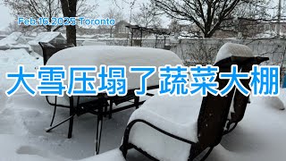 多伦多地区一周内连下了三场暴雪，一场比一场大。今天连我家的蔬菜大棚都压塌了，开春的工程算是确定了。