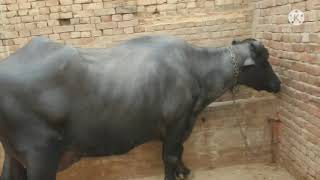 PDFA Champion Joti Male Calf Savraj Father P 288.