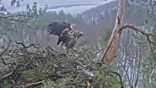 09.03.2023 16:48 Камычи. Два поколения орланов)))