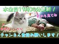 【猫】赤ちゃんとまったりした朝を過ごすはっさく【サイベリアン】