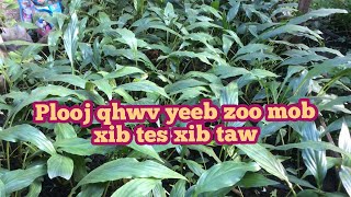 Tshuaj Plooj Qhwv Yeeb Zoo Mob Xib Tes Xib Taw 🍃