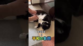 【ぬこん家のねこ461】たぷたぷを待つ猫　#shorts