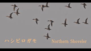 ハシビロガモ　Northern Shoveler