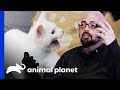 Jackson Has To Wear Padding When Near Violent Cat | My Cat From Hell
