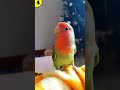 Попугай неразлучник lovebird попугайчик кеша 2023 animal попка