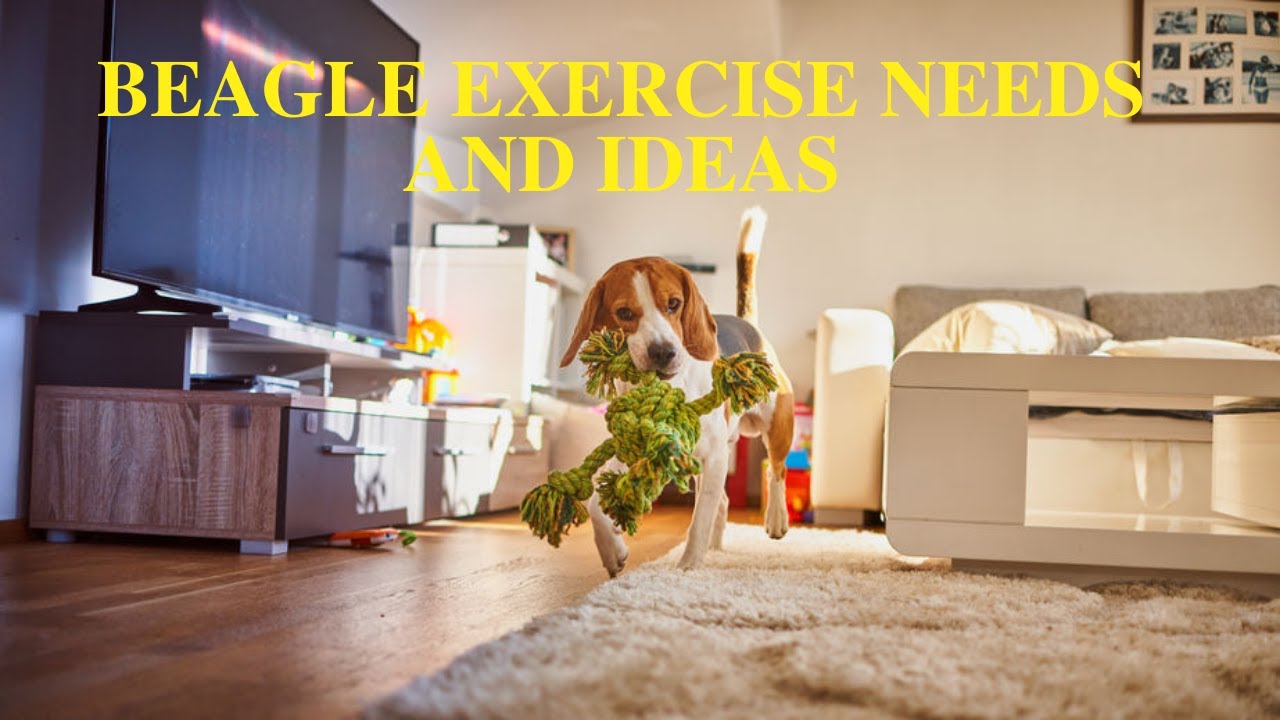 How Much Exercise Do Beagle Puppies Need