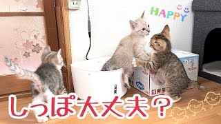 猫動画 出産後45日目 元気に走り回る子猫たち 最高に可愛い やんのかステップ