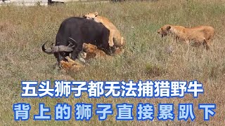 五头狮子都无法捕猎野牛，背上的狮子直接累趴下，这头野牛太强悍