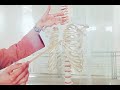 Sternum Anatomy | Manubrium, Gladiolus, Xiphoid Process | Cardiopulmonary resuscitation (CPR) | 2022