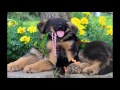 Julie Martinez Mittelwest German Shepherd Puppies