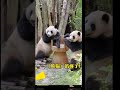 大熊貓是聽的懂四川話的 熊貓 野生動物 animal shorts