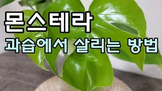 몬스테라 과습에서 살리는 방법 🌿 반려식물 몬스테라 물관리