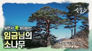 [1분영상] 울진금강소나무숲길 4구간 대왕소나무길, 왕의 나무가 될 상인가 (feat.양희은)