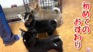 【子犬　保護犬 　野犬】初めてのおすわり