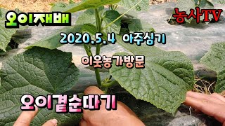 오이재배,  봄 오이 다섯마디까지  오이따버리고 여섯마디에 착과 시키는  이유? [농사TV]