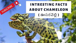 Intresting facts about chameleon (ఊసరవెల్లి) in telugu /smart facts amazing facts #youtube