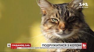 Як подружитися з котом – Поп-наука