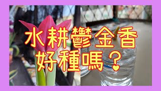 〈第一次水耕種鬱金香就開花🌷🌷〉（無聲版）40天種植集錦🌷🌷觀察她畫下她♥️♥️