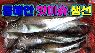 임금님이 먹고 맛있어서 깜놀한 고기!! 지금 가장 맛잇는 고기!/The most delicious fish now.