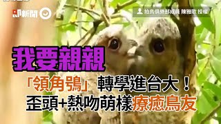 「領角鴞」轉學進台大啦！歪頭+熱吻萌樣療癒鳥友│寵物│領角鴞