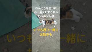 帰宅後すぐおかえりとお出迎えしてくれる野良の三毛猫 #ねこ #かわいい #癒し