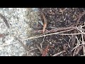 crawling slug in timelapse コウラナメクジ？の徘徊移動【微速度撮影】