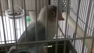 11歳　塩土を水に浸して食べる　ボタンインコのピーちゃん　lovebird