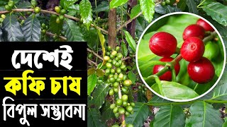 বিদেশ থেকে আমদানি নয় দেশেই রয়েছে কফি চাষে বিপুল সম্ভাবনা | কফি চাষ পদ্ধতি | Coffee Fruit