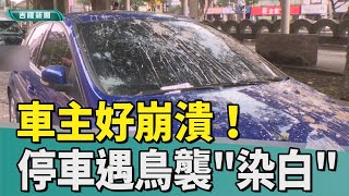 停路邊｜基隆｜車怎麼變這樣！停路邊遭鳥彈襲擊　車主傻眼