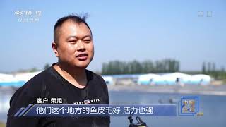 [中国三农报道]山东聊城：“双节”临近 鲈鱼喜获丰收|农业致富经 Agriculture And Farming