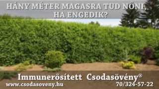 GYIK 118 Milyen magasra nő a Csodasövény®?