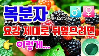 요강을 제대로 뒤엎는, 활력과 정력을 위한, 복분자의 선택과, 복분자의 약성을, 더욱 강하게 만드는 방법을 통해, 맛과 건강의 상관성을 알아보고, 장노년기의 건강법을 알아본다!