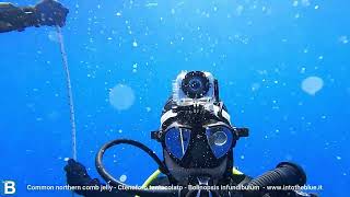 Common northern comb jelly Bolinopsis infundibulum intotheblue.it