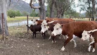 Baine Hereford Cows and Calves