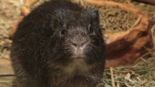 パンパステンジクネズミ (埼玉県こども動物自然公園) 2020年9月15日