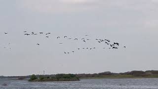 கரைவெட்டி பறவைகள் சரணாலயம் /  Karaivetti Birds Sanctuary #tourism #tamilnadu #birds #birdssanctuary