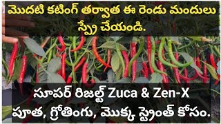 మిరపలో #మొదటికోత తర్వాత మొక్క #గ్రోతింగ్,#పూత,#నల్లి కి వాడవలసిన మందులు. || మిరప తోట #నాణ్యత సూపర్.