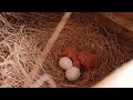 The First Clutch Of  Bird Babys In Vastu Aviary