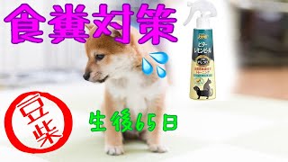 【豆柴】生後65日  豆柴 子犬 食糞させないための防止トレーニング Shiba inu puppy 柴犬