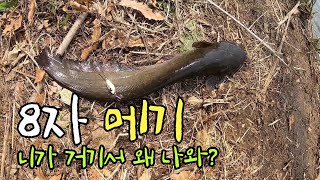 8자 메기낚시 대박~!!! 이런 어마무시한 놈이... Amazing catfish fishing 아싸고 Assago